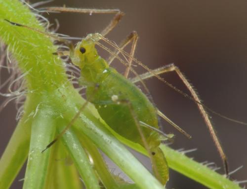 Macrosiphum gei